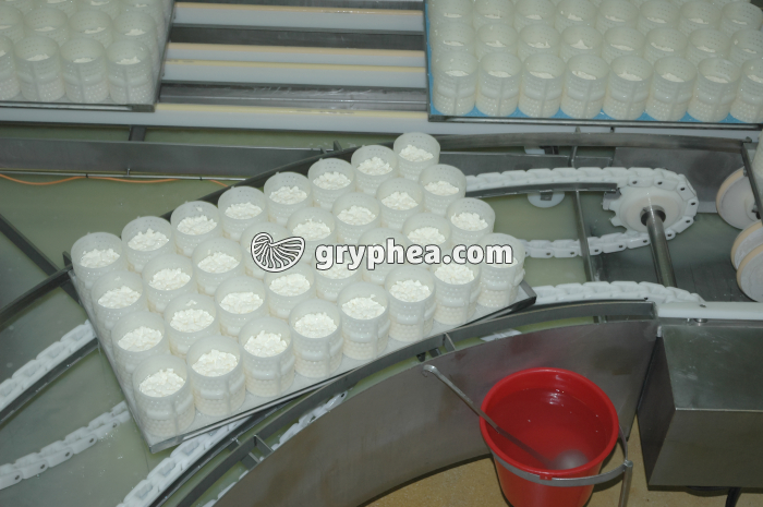 Fabrication du fromage - Egouttage du caillé en faisselles avec réhausses - gryphea.org